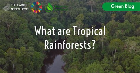 What are Tropical Rainforests?