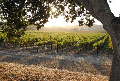 Top 5 Wineries in Paso Robles To Find Your Happy Place