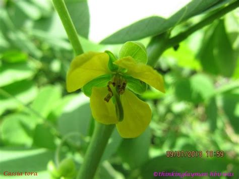 Medicinal Plant Details