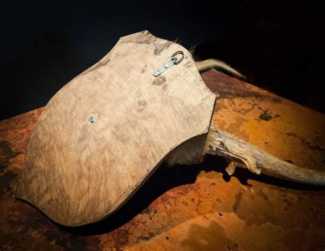 Red Stag Antler Mount From England - Etsy