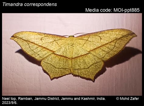 Timandra correspondens | Moths