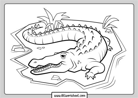 Coloring Pages Crocodile Alligator