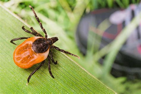 What Ticks Carry Lyme Disease in Wisconsin