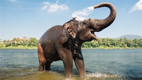 Kerala To Soon Have The World's Largest Elephant Care-And-Cure Facilit