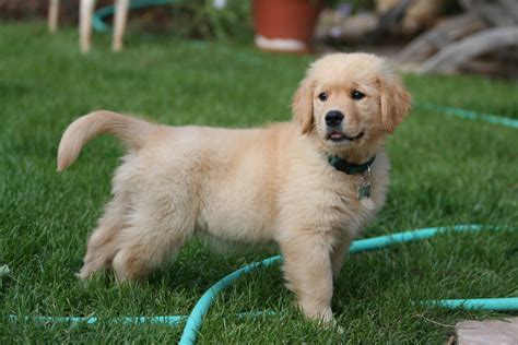 Golden Retriever puppy on the grass photo and wallpaper. Beautiful ...