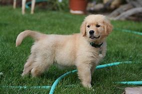 Image result for Puppy Begale Wallpaper