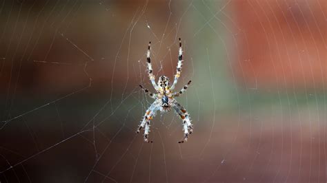 Download wallpaper 2560x1440 spider, web, macro, close-up widescreen 16 ...