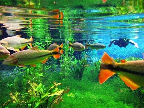 Swim In The World's Clearest Water|Travel Triangle