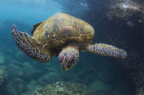 海龟在海洋中游泳的水下景色，夏威夷，美国高清图片下载-正版图片501462019-摄图网