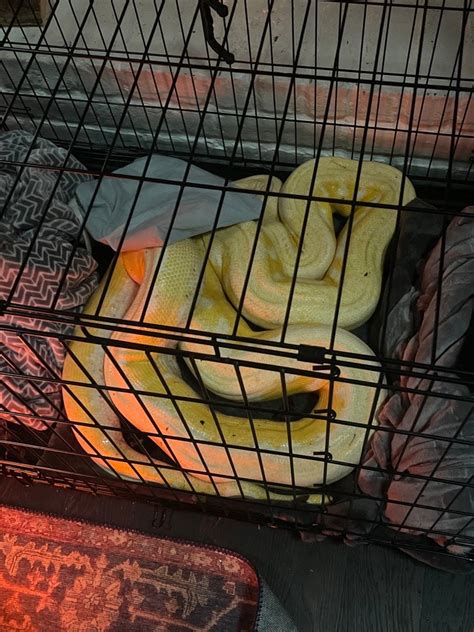 Snow Python 的图像结果