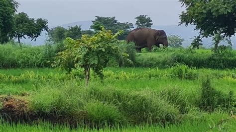 विचलित झालेल्या हत्तींना डिवचणे धोकादायक | Sakal