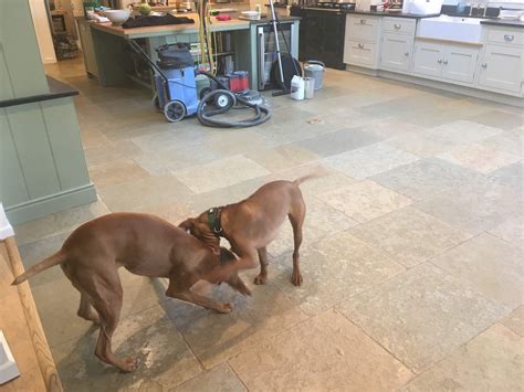 Restoring a Sandstone tiled kitchen floor in Farnham - West Surrey Tile ...