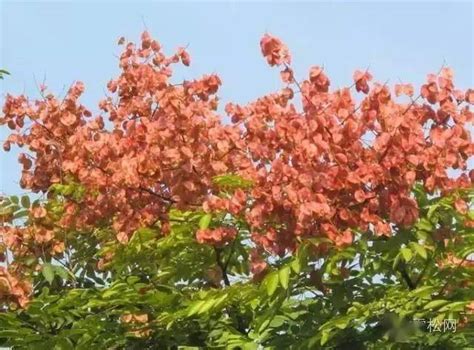 适合华南区种植的彩色树种大全（58种）_行道树
