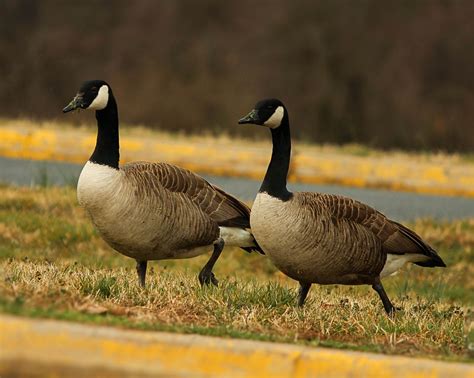 Geese Facts, Types, Lifespan, Size, Classification, Habitat, Pictures