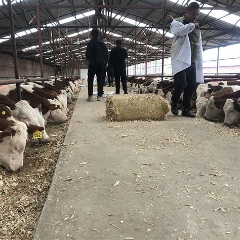 山西省西门塔尔牛价格 宏图养牛场 品种质量好 四平 福成五丰-食品商务网