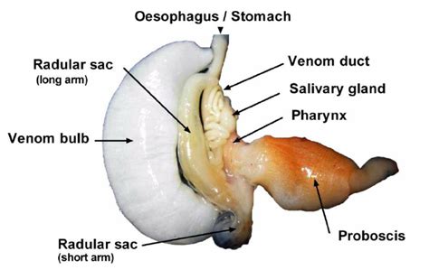 Image result for Cone Shell Venom