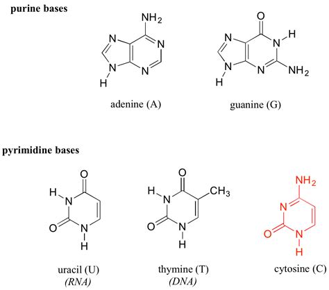 Structure Of Nucleic Acids Monomers