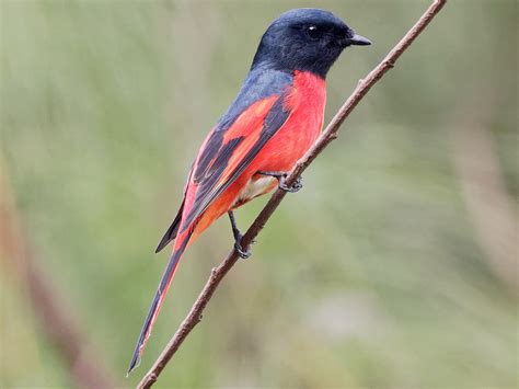 20 Beautiful Birds in Vietnam to Look Out For - Sonoma Birding