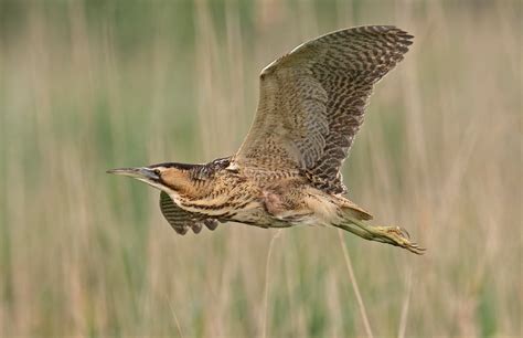 Booming Bitterns and more, RSPB Ham Wall, Glastonbury, 14 May 2024 ...