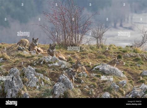 Wolves in Nature 的图像结果