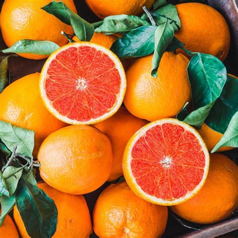 Shop Cara Cara Navel Orange Tree Online | Celgen Biotech