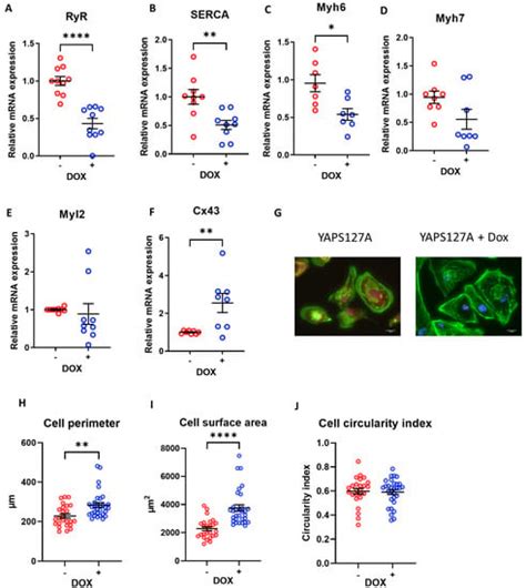 Genetic and Pharmacological YAP Activation Induces Proliferation and ...