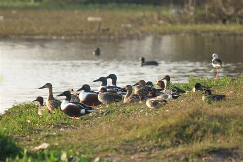 Mote Majra Wetland- A perfect homestay for winged guests – naturetrail