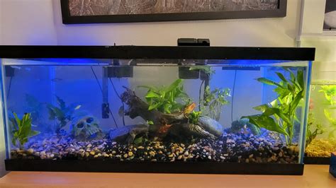 my 20 gallon long : r/Aquariums