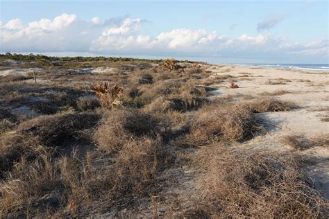 Talbot Island State Park