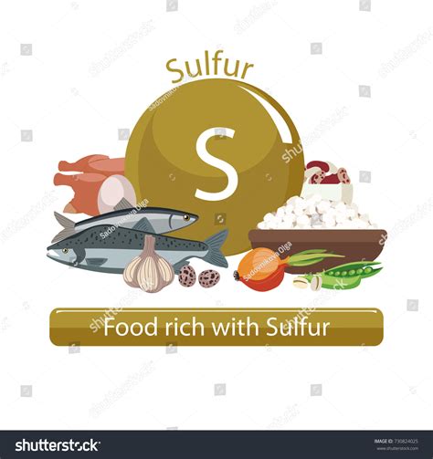 Products Rich Sulfur Bases Healthy Food Stock Vector (Royalty Free ...