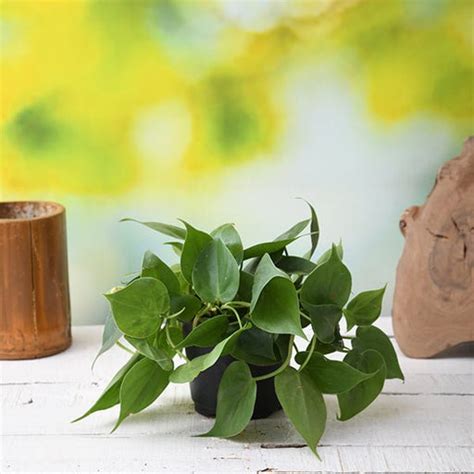 Buy Philodendron Plants online from Nurserylive at lowest price.