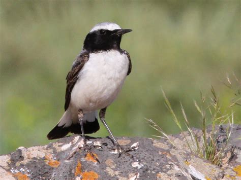 Atlas Wheatear - eBird