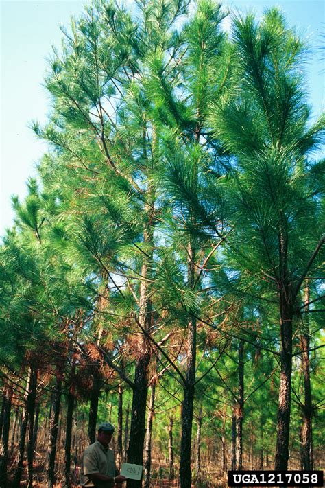 loblolly pine (Pinus taeda)