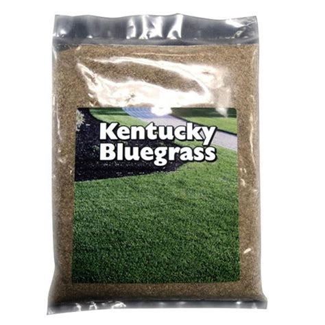 Country Boy 5 lbs Kentucky Bluegrass Seed, Heat and Drought Tolerant ...