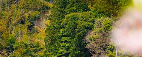 Kyoto Amanohashidate & Ine Funaya & Kyoto Gassho Village Miyama ...