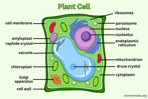 plant diagram cell