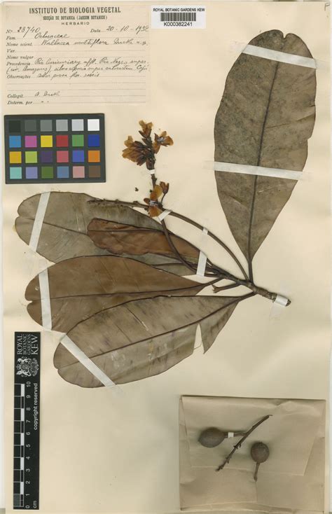 Wallacea Spruce ex Benth. & Hook.f. | Plants of the World Online | Kew ...