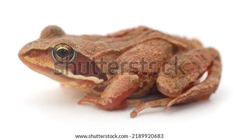 Image result for Small Tree Frog