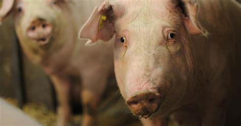Mutilation of Farm Animals - FOUR PAWS International - Animal Welfare ...