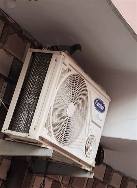 PlastKart Pigeon Spikes (Pack of 5) Anti Bird Control for Balcony ...