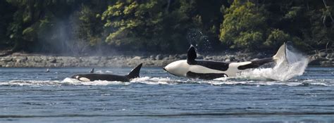 Wild Orca Pod