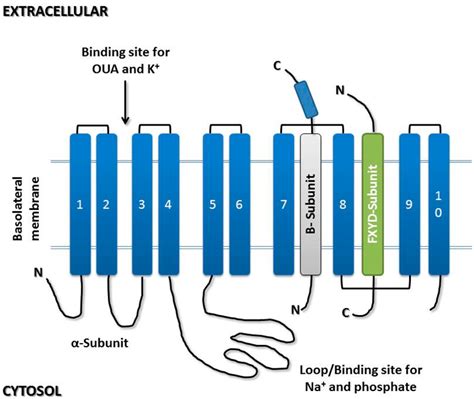 Na/K Pump and Beyond: Na/K-ATPase as a Modulator of Apoptosis and Autophagy