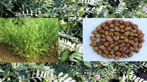 उच्च पैदावार देने वाली चने की दो नई किस्मों का हुआ विमोचन