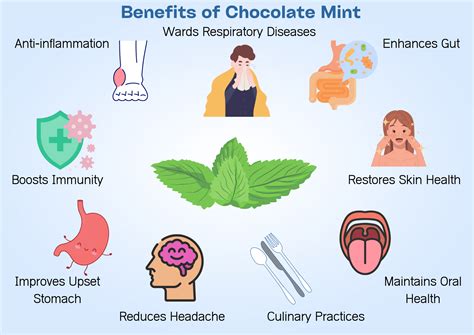 5+ Incredible Chocolate Mint Benefits with Health Considerations