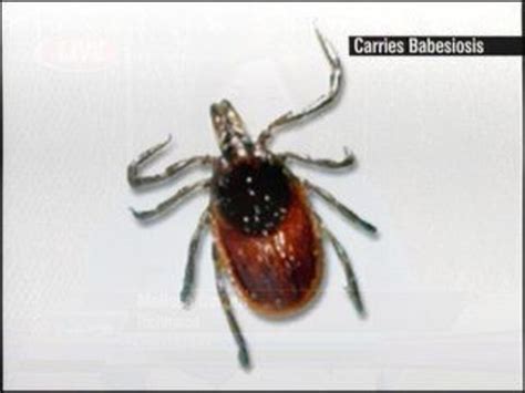 Ticks spreading rare disease through Virginia
