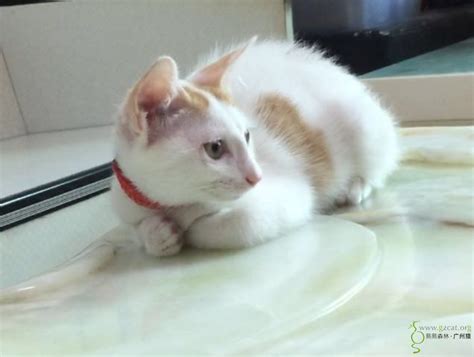 橘白猫找爱它的巴嘛 - 『流浪猫领养』 - 熙熙森林·广州猫 - Powered by Discuz!