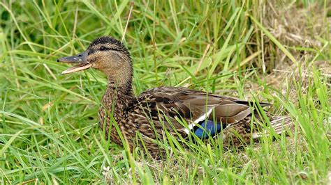 Download wallpaper 1920x1080 duck, grass, lie, bird full hd, hdtv, fhd ...