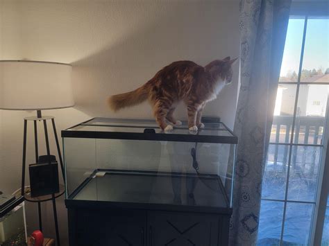 How do you keep your cats off your tanks? : r/Aquariums