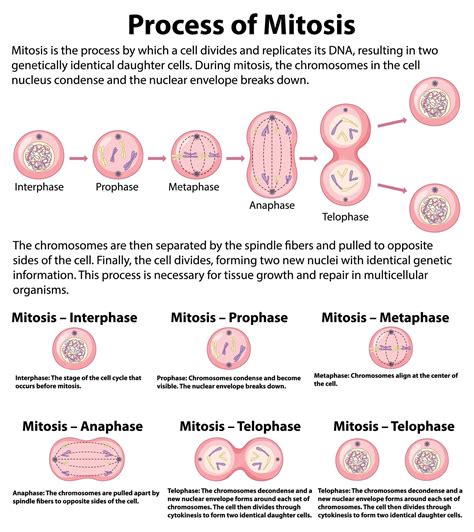 Déroulement des phases de la mitose avec explications | Vecteur Premium