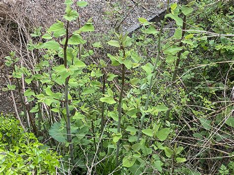 Image result for What Coding Does to Machine Code